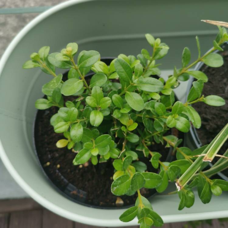 Plant image Buxus microphylla 'Koreana'