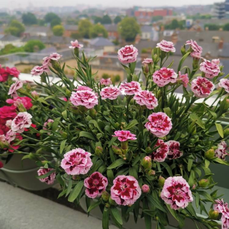 Plant image Dianthus 'Oscar' (Series)