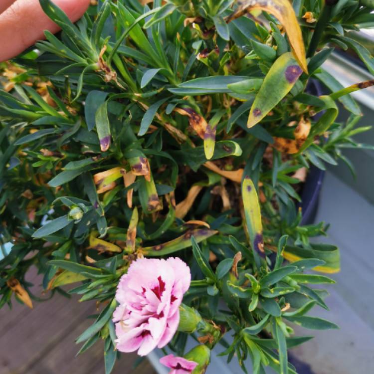 Plant image Dianthus 'Oscar' (Series)