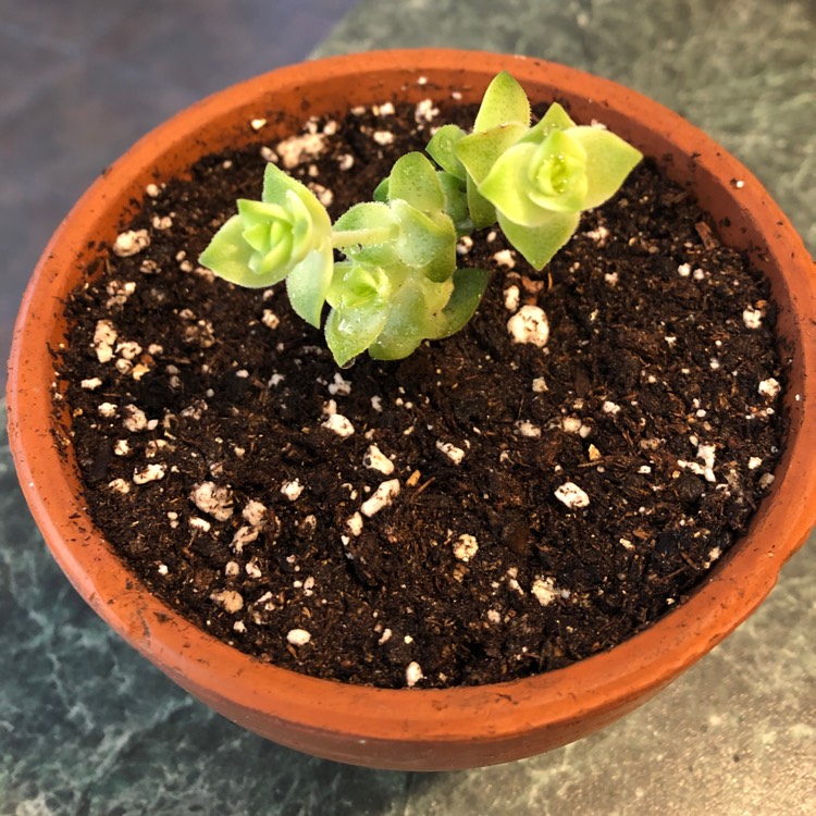 Crassula Perforata Variegata, Variegated String Of Buttons - uploaded ...