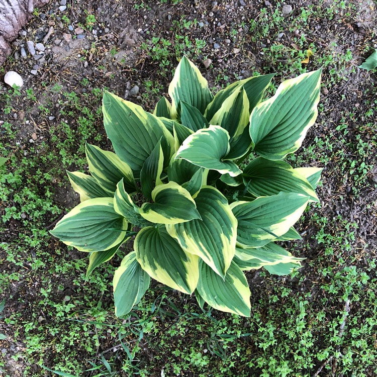 Plant image Hosta 'Aureomarginata' (ventricosa) syn. Hosta ventricosa 'Aureomarginata', Hosta 'Variegata' (ventricosa), Hosta 'Ventricosa Variegata'