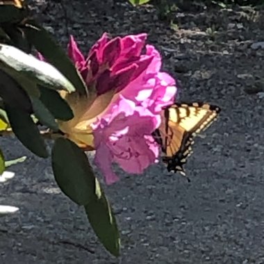 Rhododendron  (Rhododendron Varieties)