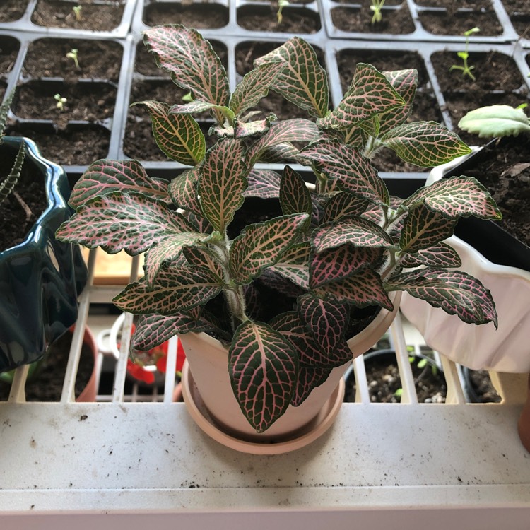 Plant image Fittonia Argyroneura