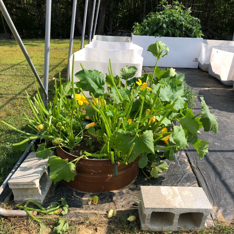 Plant image Cucurbita pepo 'Dark Green Zucchini'