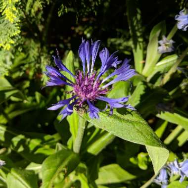 Perennial Cornflower