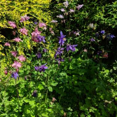 Alpine Columbine