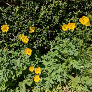 Welsh Poppy