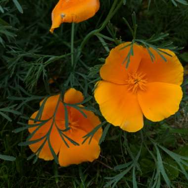 California Poppy 'Orange King'