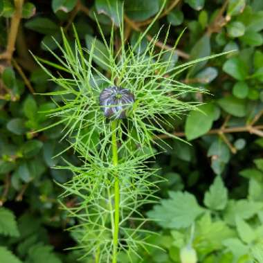 Love-in-a-mist