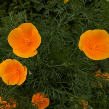 California Poppy 'Orange King'