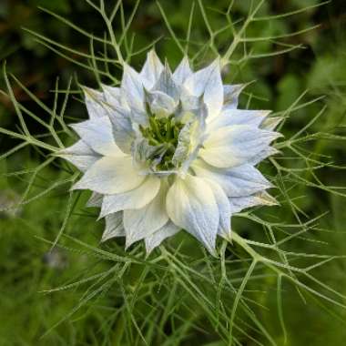 Love-in-a-mist