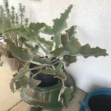 Kalanchoe Beharensis