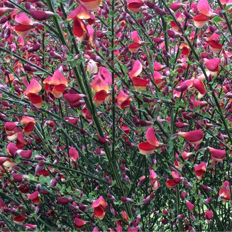 Plant image Cytisus x praecox 'Warminster'