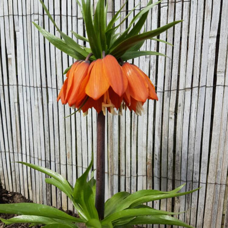 Plant image Fritillaria imperialis 'William Rex'