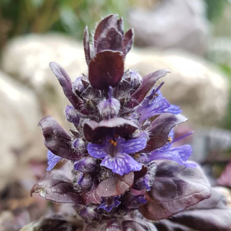 Plant image Ajuga pyramidalis 'Metallica Crispa'