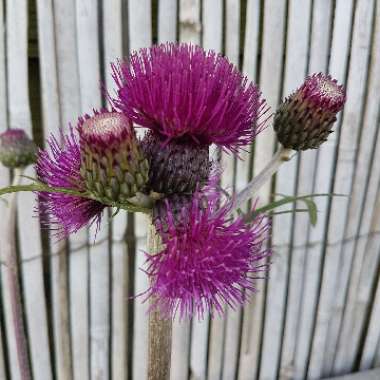 Cirsium rivulare 'Trevor's Blue Wonder'