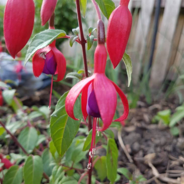 Plant image Fuchsia 'Baby Blue Eyes'