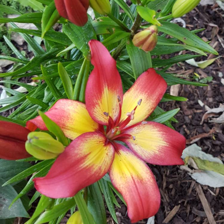 Plant image Lilium 'Majestic Joy'