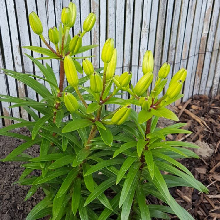 Plant image Lilium 'Golden Joy'