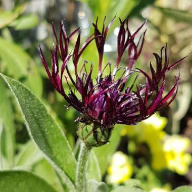 Perennial Cornflower 'Jordy'