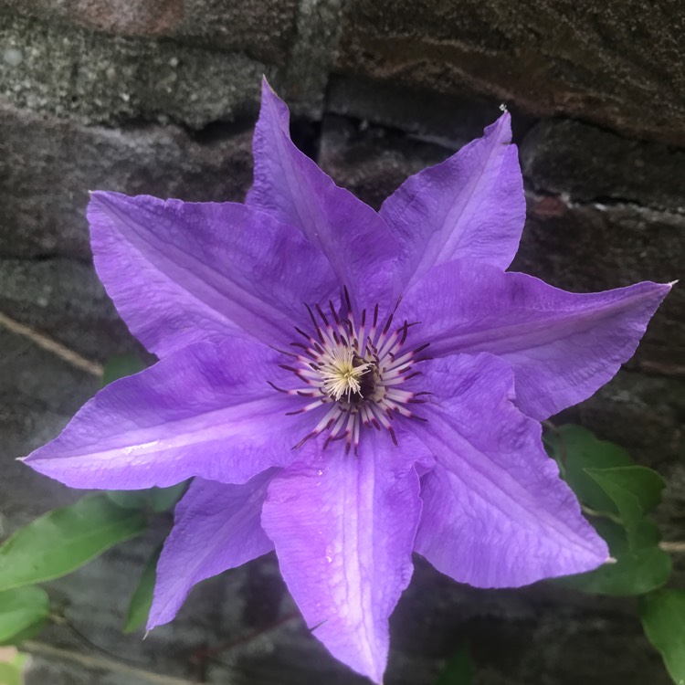 Plant image Clematis jackmanii 'Superba'