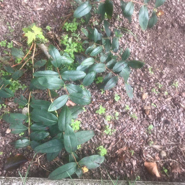 Plant image Hypericum calycinum