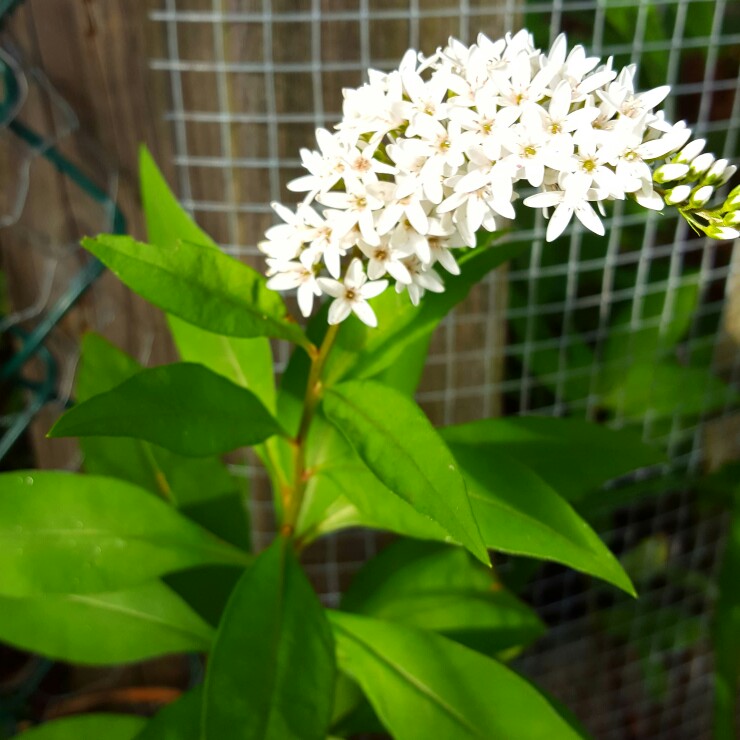 Plant image Lysimachia clethroides