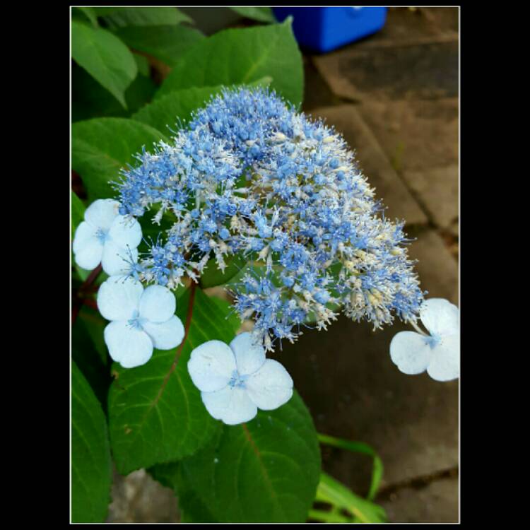 Plant image Hydrangea macrophylla 'Lady in Red'