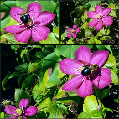 Clematis