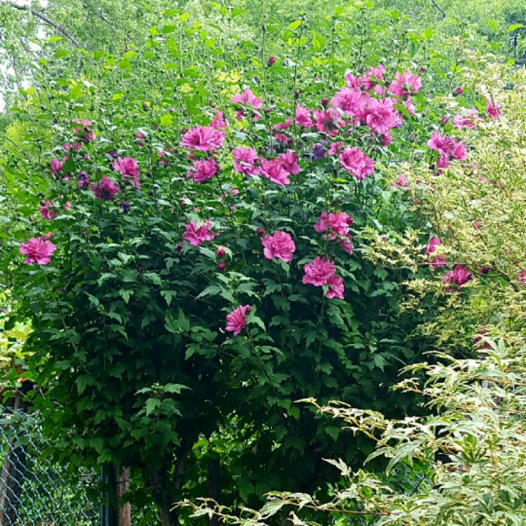 Plant image Hibiscus Syriacus 'Lucy'