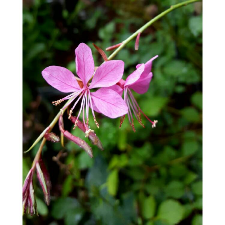 Plant image Oenothera lindheimeri 'Florgaucomro' syn. Oenothera lindheimeri 'Gaudi Rose', Gaura lindheimeri 'Gaudi Rose'