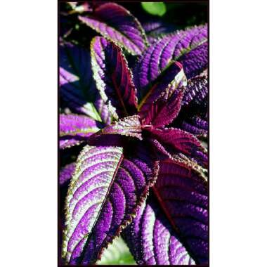 Strobilanthes dyeriana 'Persian Shield'