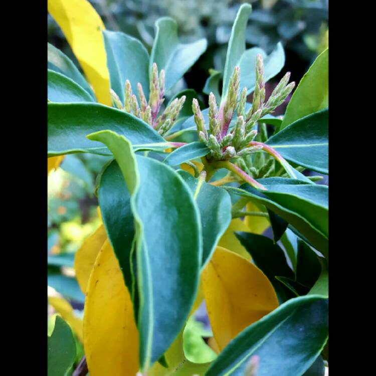 Plant image Kalmia latifolia 'Pinwheel'