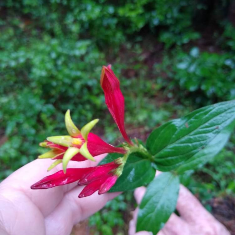 Plant image Spigelia marilandica