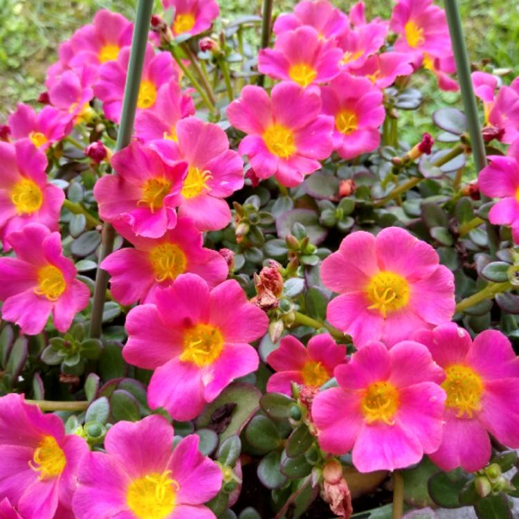 Plant image Portulaca Pilosa