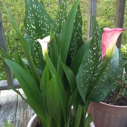 Plant image Zantedeschia 'Sunrise'