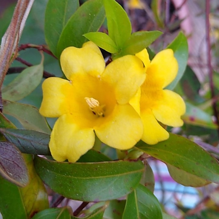 Plant image Gelsemium Sempervirens