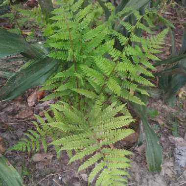 Athyrium filix-femina