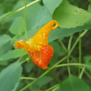 Impatiens capensis