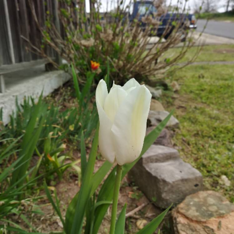 Plant image Tulipa 'Purissima' syn. Tulipa 'White Emperor'