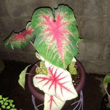 Elephant Ear (Caladium)