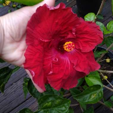 Hibiscus 'Hollywood'