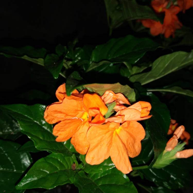 Plant image Crossandra infundibuliformis 'Orange Marmalade'