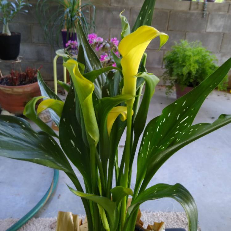 Plant image Zantedeschia 'Sunshine'