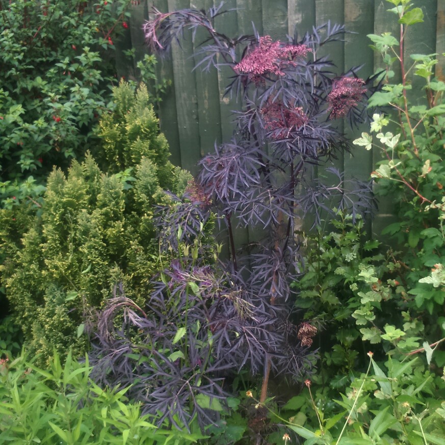 Elder 'Black Lace'