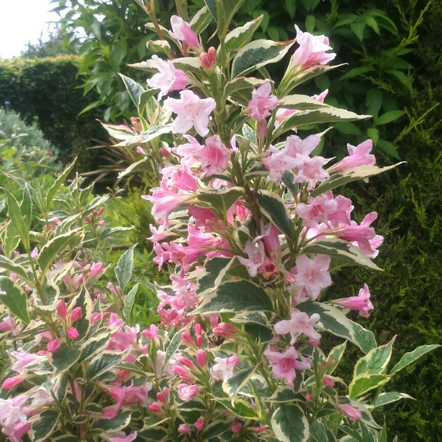 Weigela 'Florida Variegata'