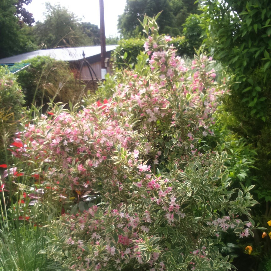 Weigela 'Florida Variegata'