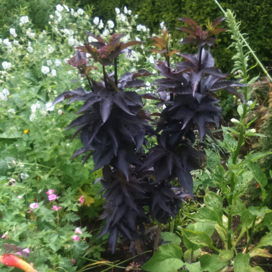 Elder 'Black Tower'