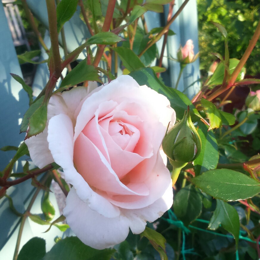 Rose (Climbing)