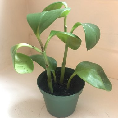 Peperomia Clusiifolia Var. Obtusifolia